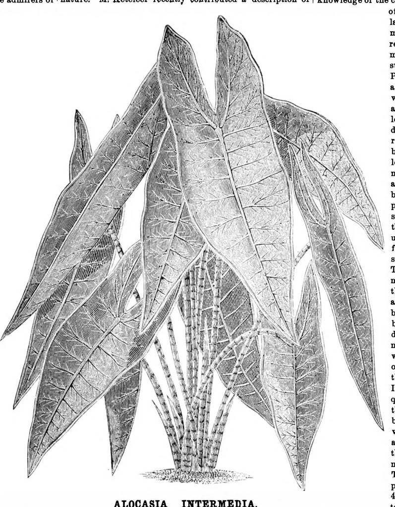 An illustration from Scientific American, Vol. 34, No. 2 (January 1876), 1876, leaf 8