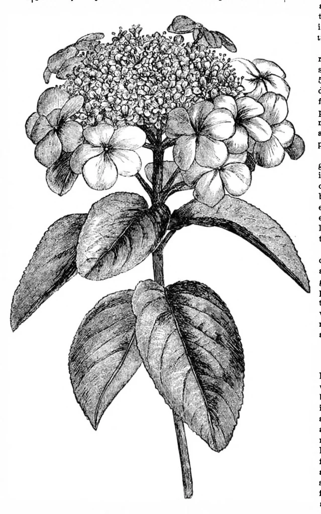 An illustration from Scientific American, Vol. 34, No. 2 (January 1876), 1876, leaf 8