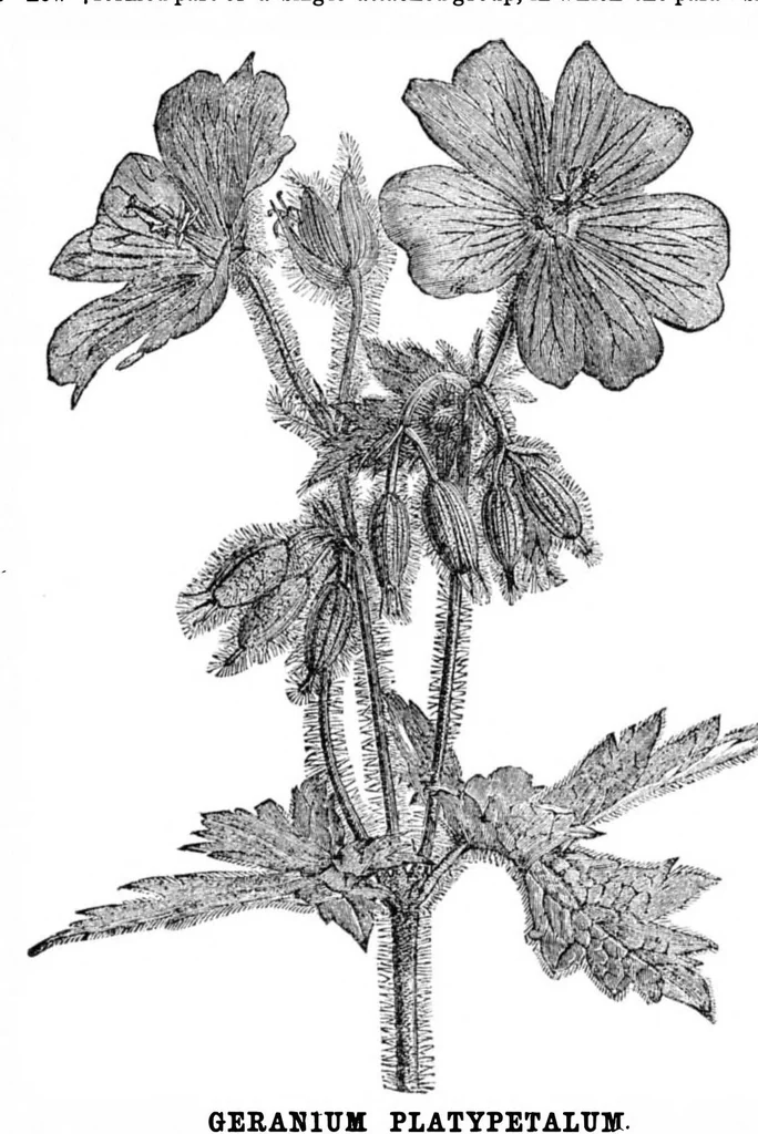 An illustration from Scientific American, Vol. 34, No. 9 (February 1876), 1876, leaf 8