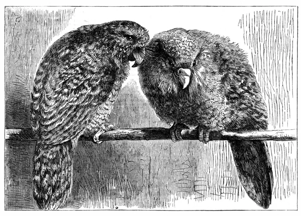 An illustration from Scientific American, Vol. 34, No. 12 (March 1876), 1876, leaf 8