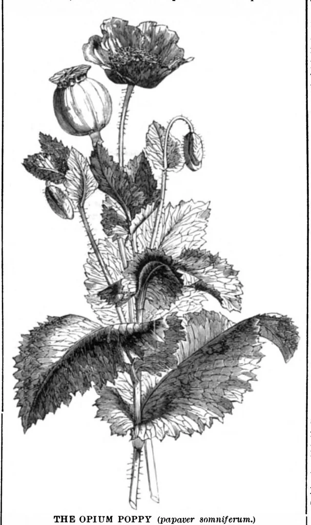 An illustration from Scientific American, Vol. 34, No. 12 (March 1876), 1876, leaf 8
