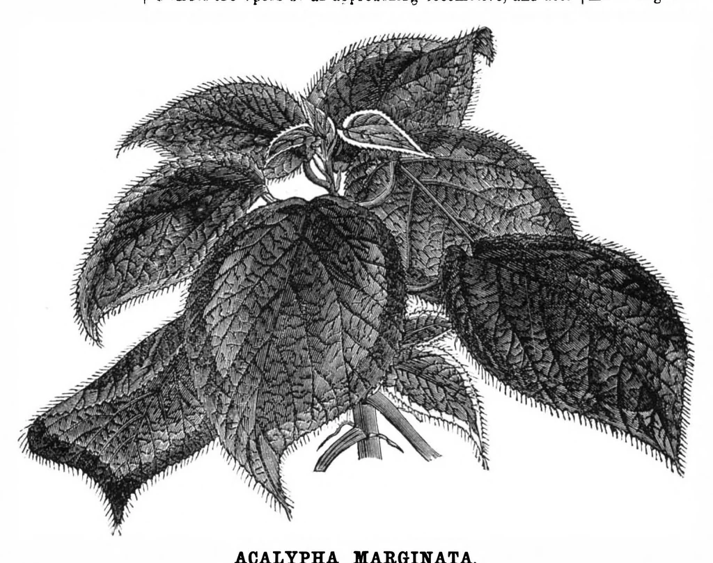 An illustration from Scientific American, Vol. 34, No. 16 (April 1876), 1876, leaf 8