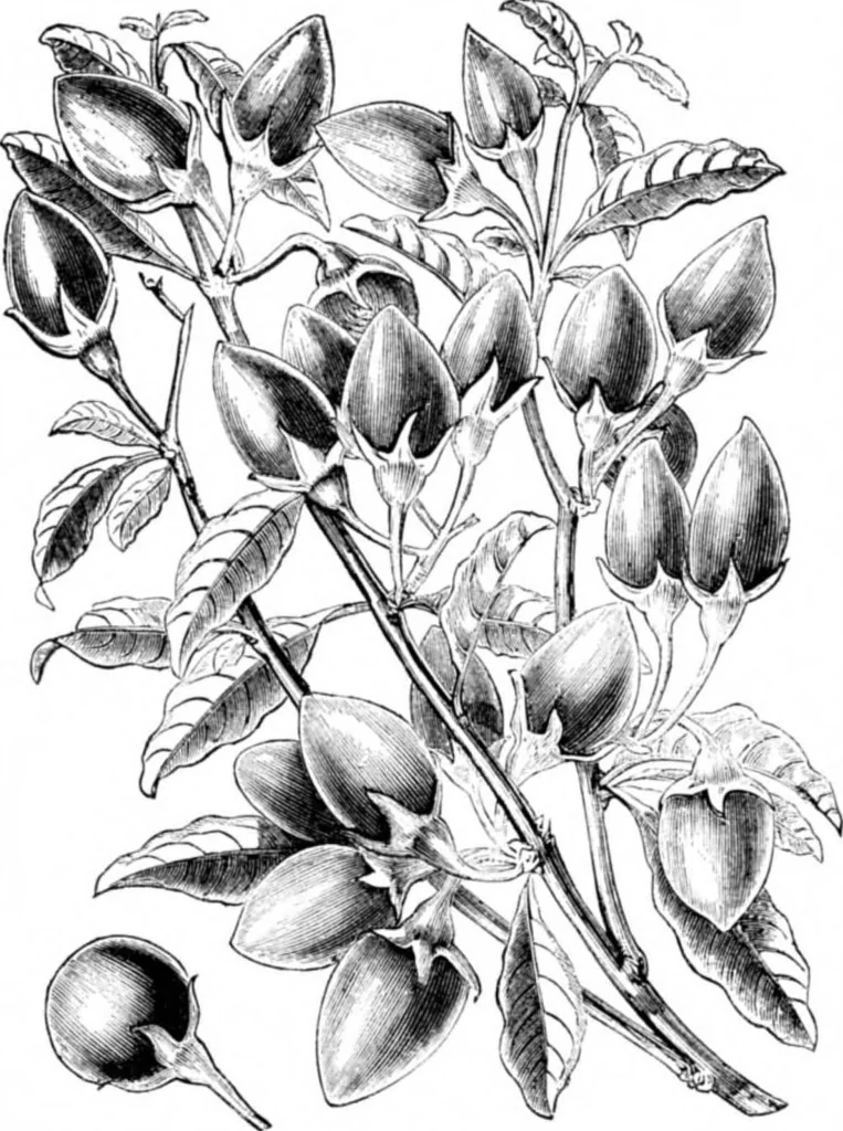 An illustration from Scientific American, Vol. 34, No. 20 (May 1876), 1876, leaf 8