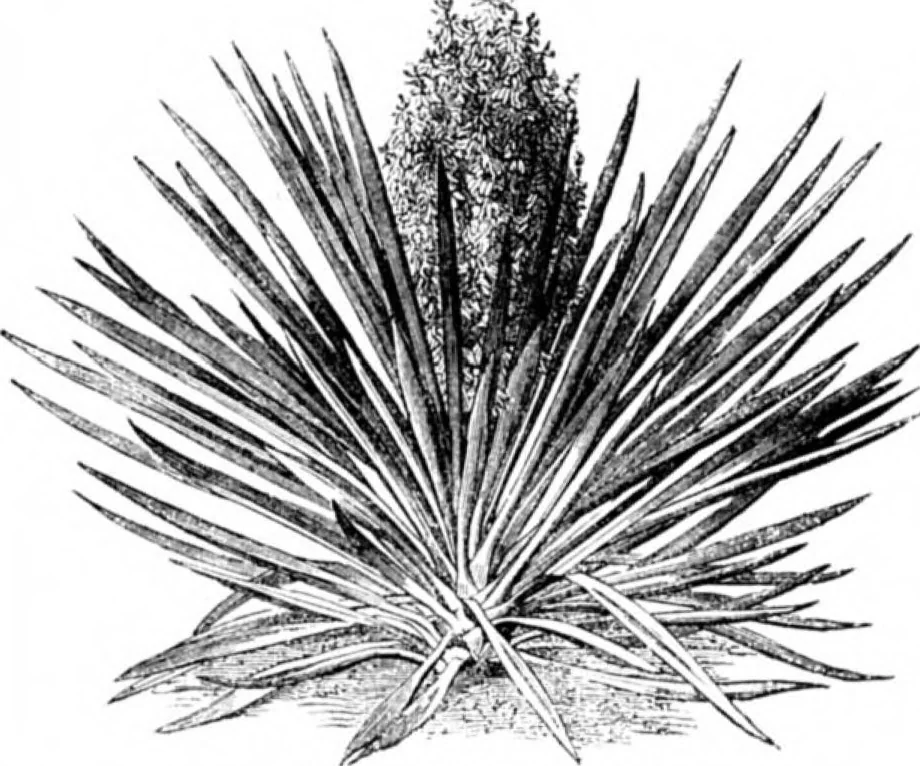 An illustration from Scientific American, Vol. 34, No. 20 (May 1876), 1876, leaf 8