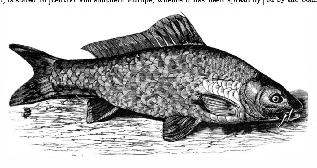 An illustration from Scientific American, Vol. 34, No. 23 (June 1876), 1876, leaf 8