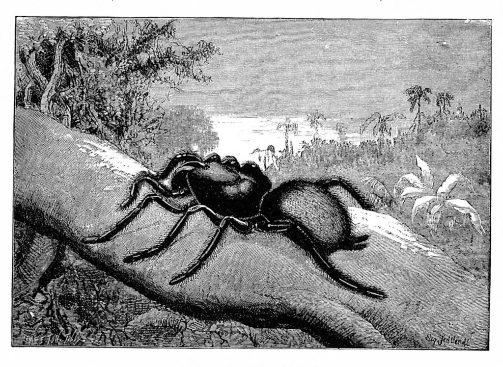 An illustration from Scientific American, Vol. 34, No. 26 (June 1876), 1876, leaf 8