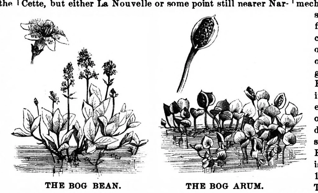 An illustration from Scientific American, Vol. 35, No. 4 (July 1876), 1876, leaf 8