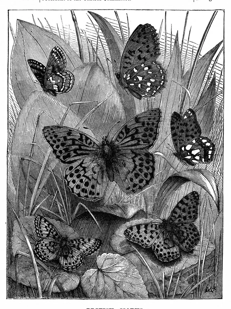 An illustration from Scientific American, Vol. 35, No. 6 (August 1876), 1876, leaf 8