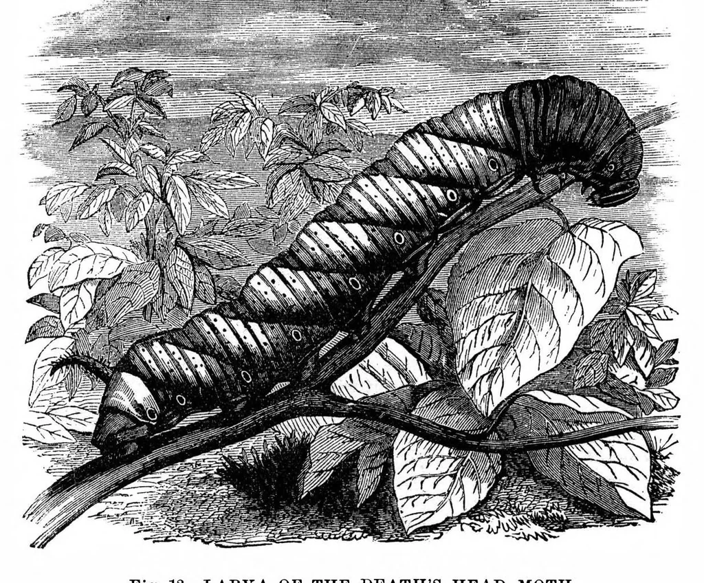 An illustration from Scientific American, Vol. 35, No. 7 (August 1876), 1876, leaf 9