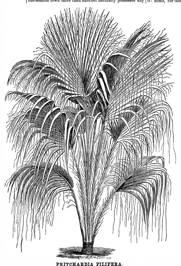 An illustration from Scientific American, Vol. 35, No. 8 (August 1876), 1876, leaf 8