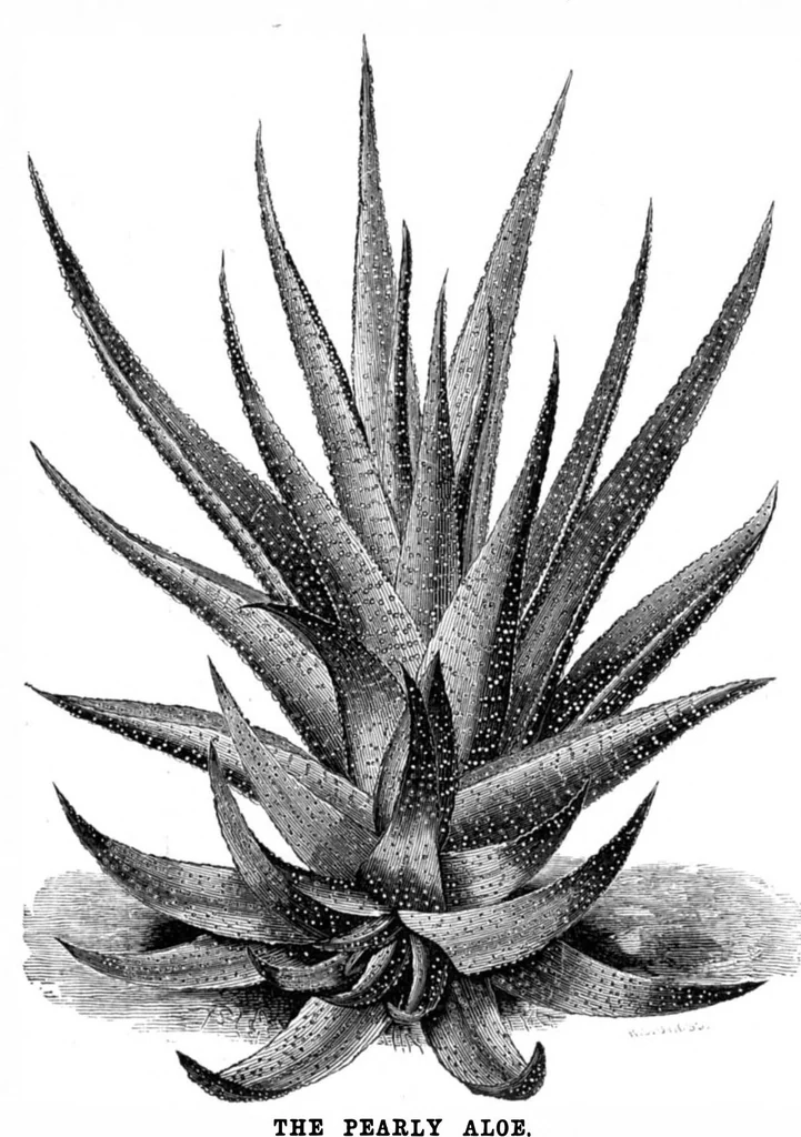 An illustration from Scientific American, Vol. 35, No. 12 (September 1876), 1876, leaf 8