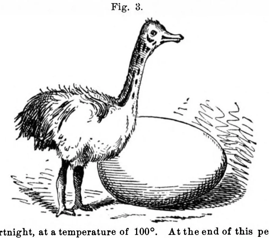 An illustration from Scientific American, Vol. 35, No. 19 (November 1876), 1876, leaf 10