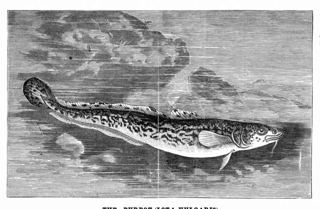 An illustration from Scientific American, Vol. 35, No. 19 (November 1876), 1876, leaf 8