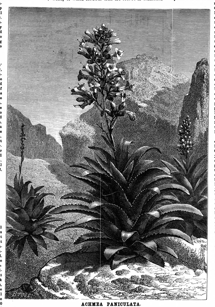 An illustration from Scientific American, Vol. 35, No. 24 (December 1876), 1876, leaf 8