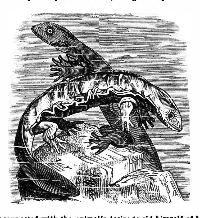An illustration from Scientific American, Vol. 35, No. 25 (December 1876), 1876, leaf 8