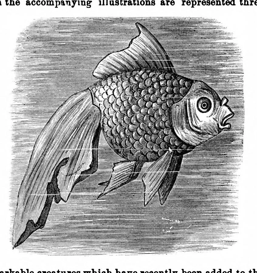 An illustration from Scientific American, Vol. 35, No. 25 (December 1876), 1876, leaf 8