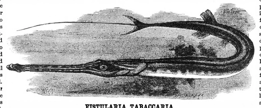 An illustration from Scientific American, Vol. 36, No. 1 (January 1877), 1877, leaf 7