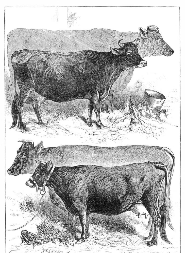 An illustration from Scientific American, Vol. 36, No. 3 (January 1877), 1877, leaf 8