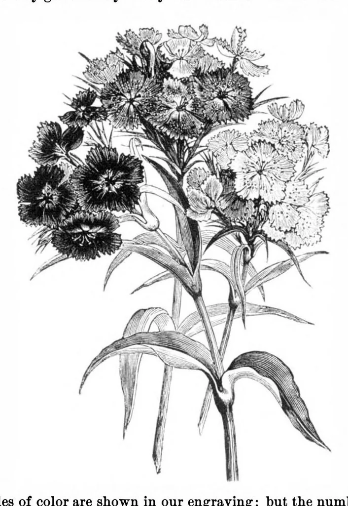 An illustration from Scientific American, Vol. 36, No. 6 (February 1877), 1877, leaf 8