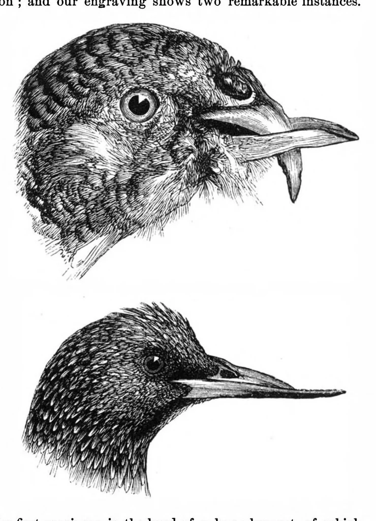 An illustration from Scientific American, Vol. 36, No. 7 (February 1877), 1877, leaf 3