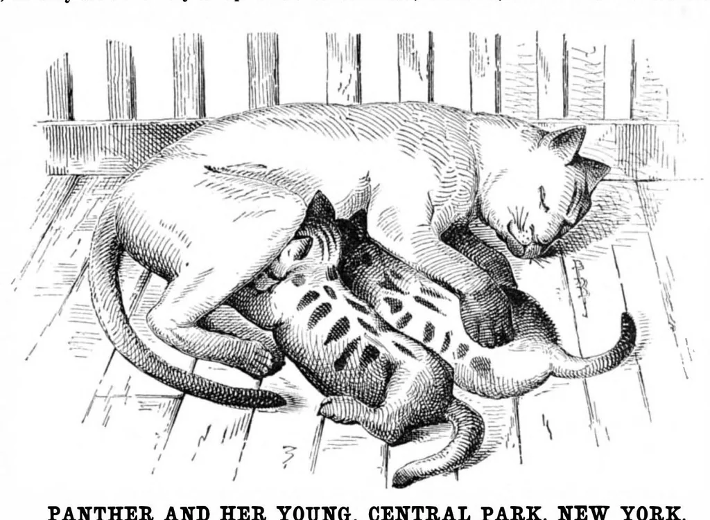 An illustration from Scientific American, Vol. 36, No. 19 (May 1877), 1877, leaf 8