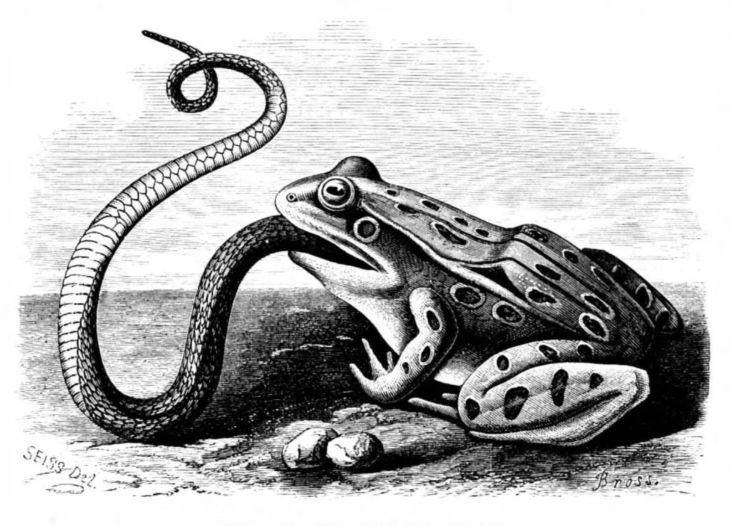An illustration from Scientific American, Vol. 36, No. 23 (June 1877), 1877, leaf 8