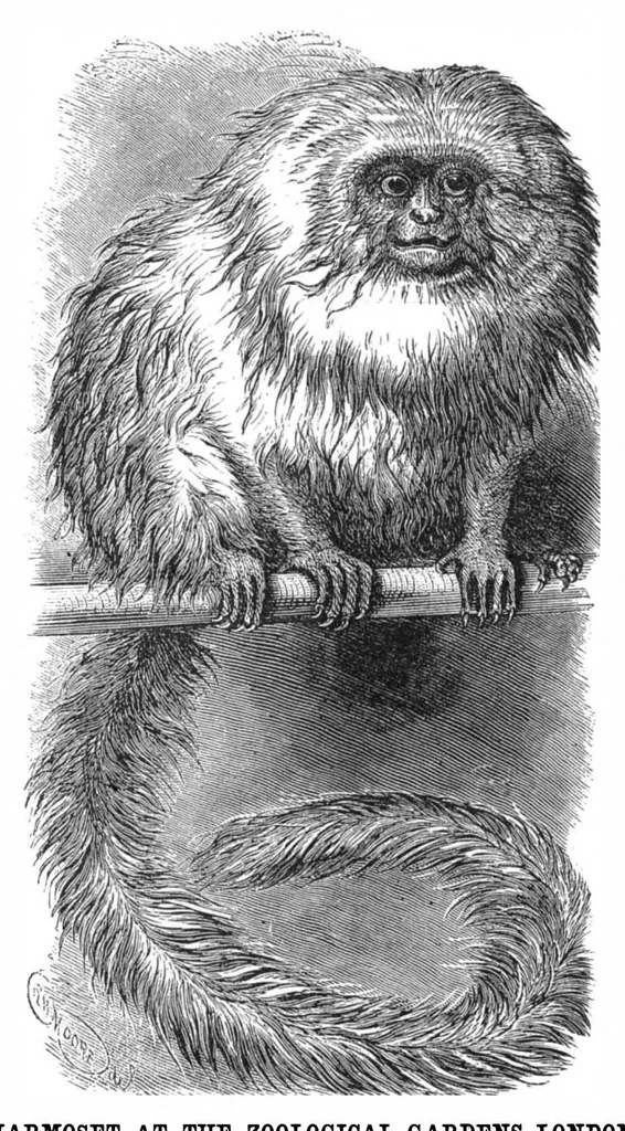 An illustration from Scientific American, Vol. 36, No. 26 (June 1877), 1877, leaf 8