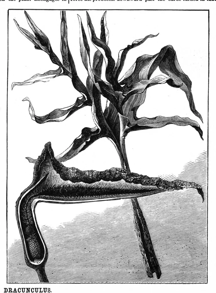 An illustration from Scientific American, Vol. 37, No. 2 (July 1877), 1877, leaf 8