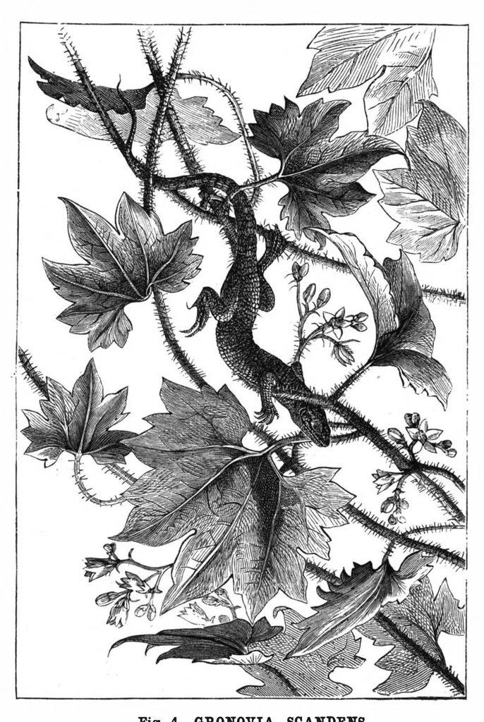 An illustration from Scientific American, Vol. 37, No. 2 (July 1877), 1877, leaf 8