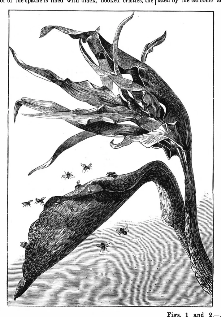 An illustration from Scientific American, Vol. 37, No. 2 (July 1877), 1877, leaf 8