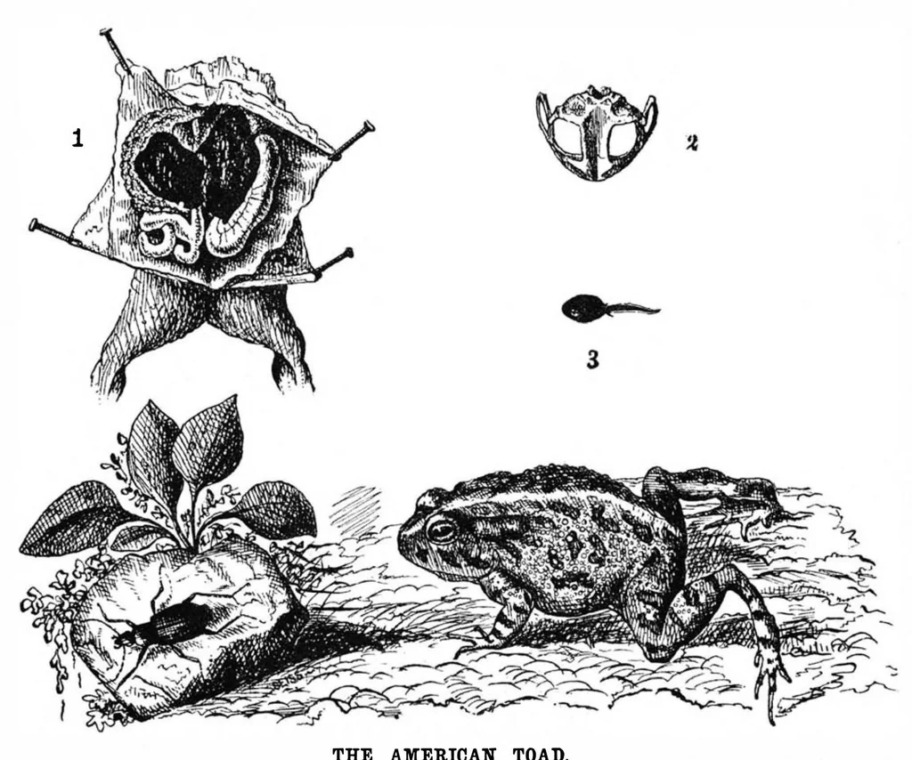 An illustration from Scientific American, Vol. 37, No. 5 (August 1877), 1877, leaf 4
