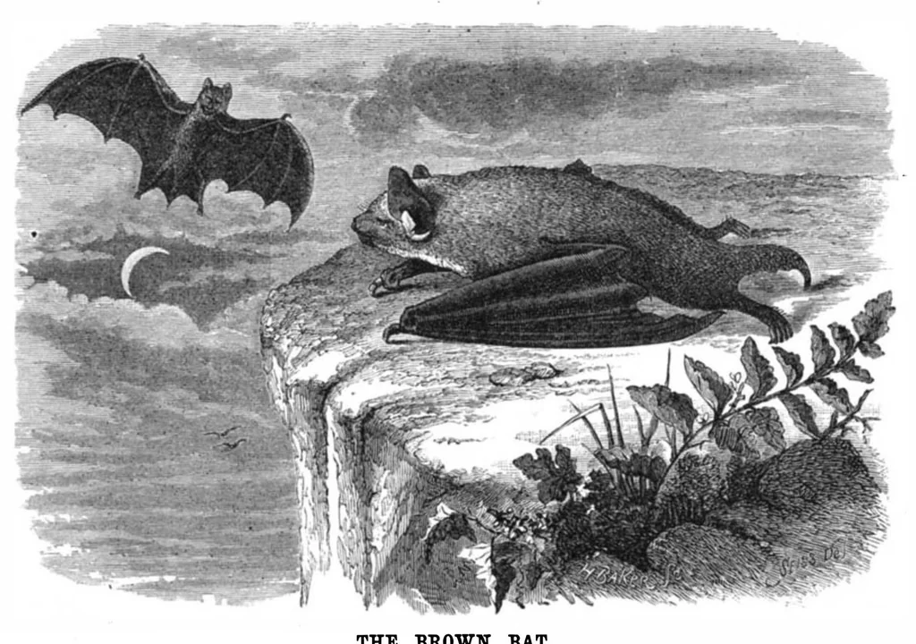 An illustration from Scientific American, Vol. 37, No. 6 (August 1877), 1877, leaf 8