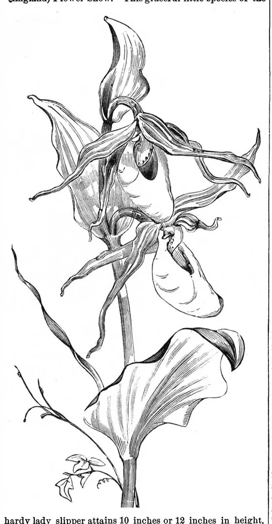 An illustration from Scientific American, Vol. 37, No. 9 (September 1877), 1877, leaf 8