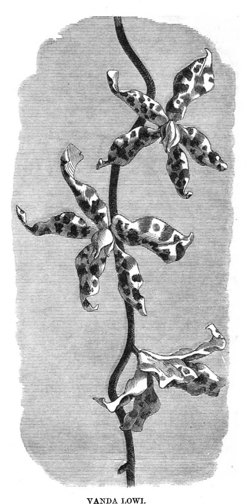 An illustration from Scientific American, Vol. 37, No. 9 (September 1877), 1877, leaf 8