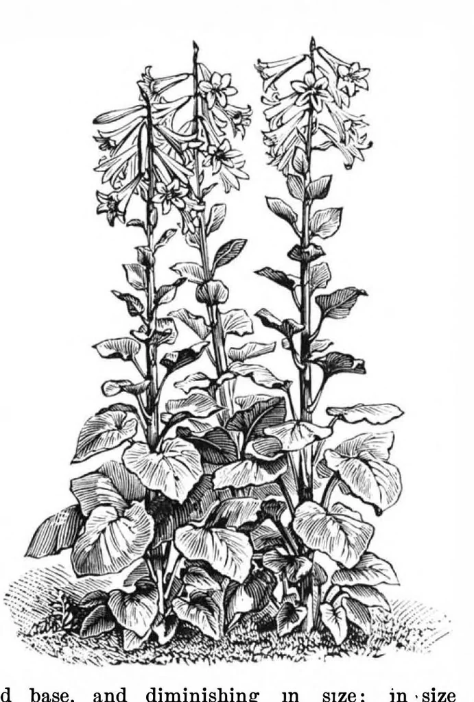 An illustration from Scientific American, Vol. 37, No. 10 (September 1877), 1877, leaf 9