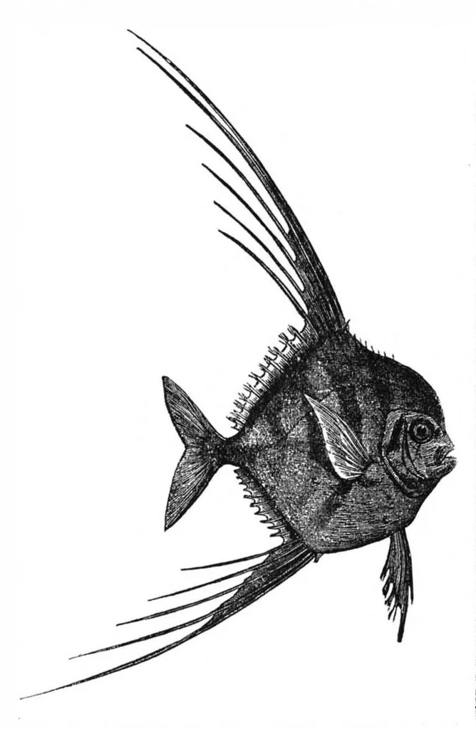 An illustration from Scientific American, Vol. 37, No. 11 (September 1877), 1877, leaf 9
