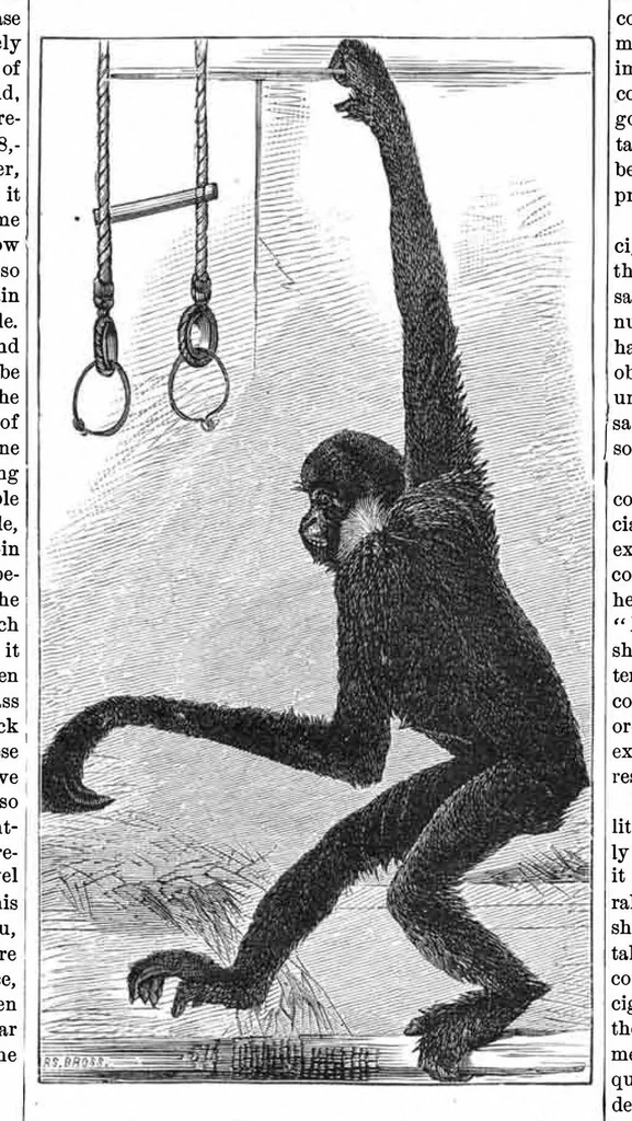 An illustration from Scientific American, Vol. 37, No. 16 (October 1877), 1877, leaf 8