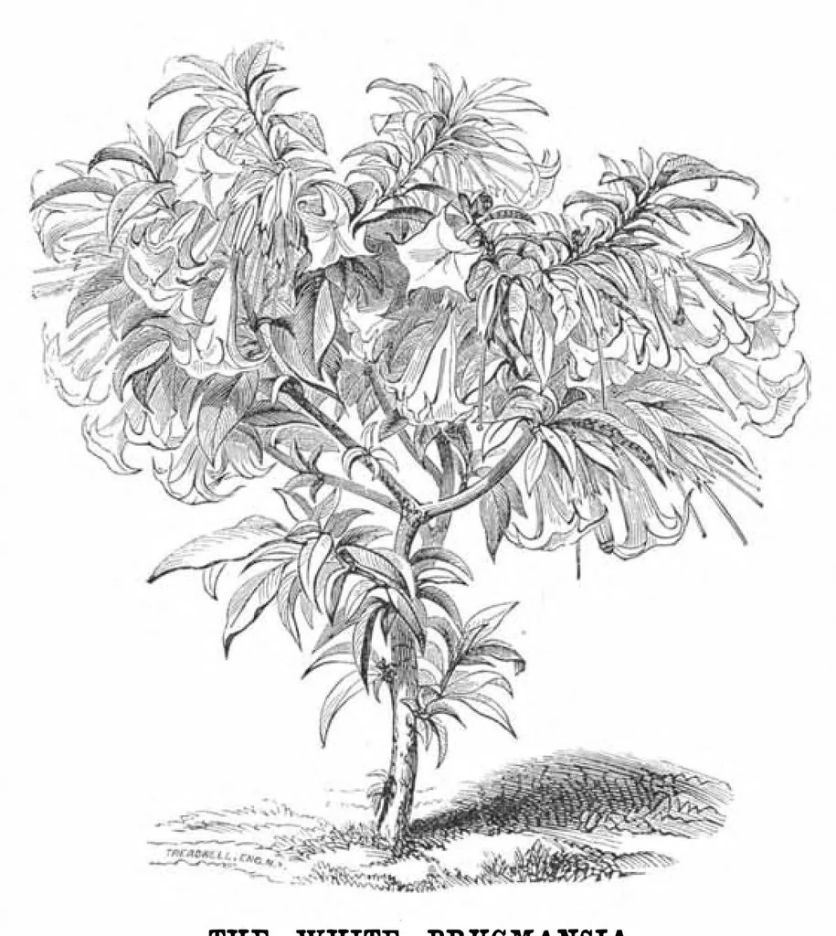 An illustration from Scientific American, Vol. 37, No. 16 (October 1877), 1877, leaf 9