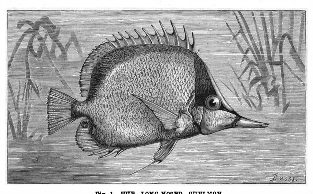 An illustration from Scientific American, Vol. 37, No. 19 (November 1877), 1877, leaf 8