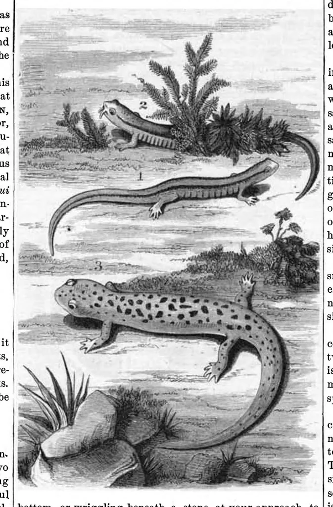 An illustration from Scientific American, Vol. 37, No. 19 (November 1877), 1877, leaf 8
