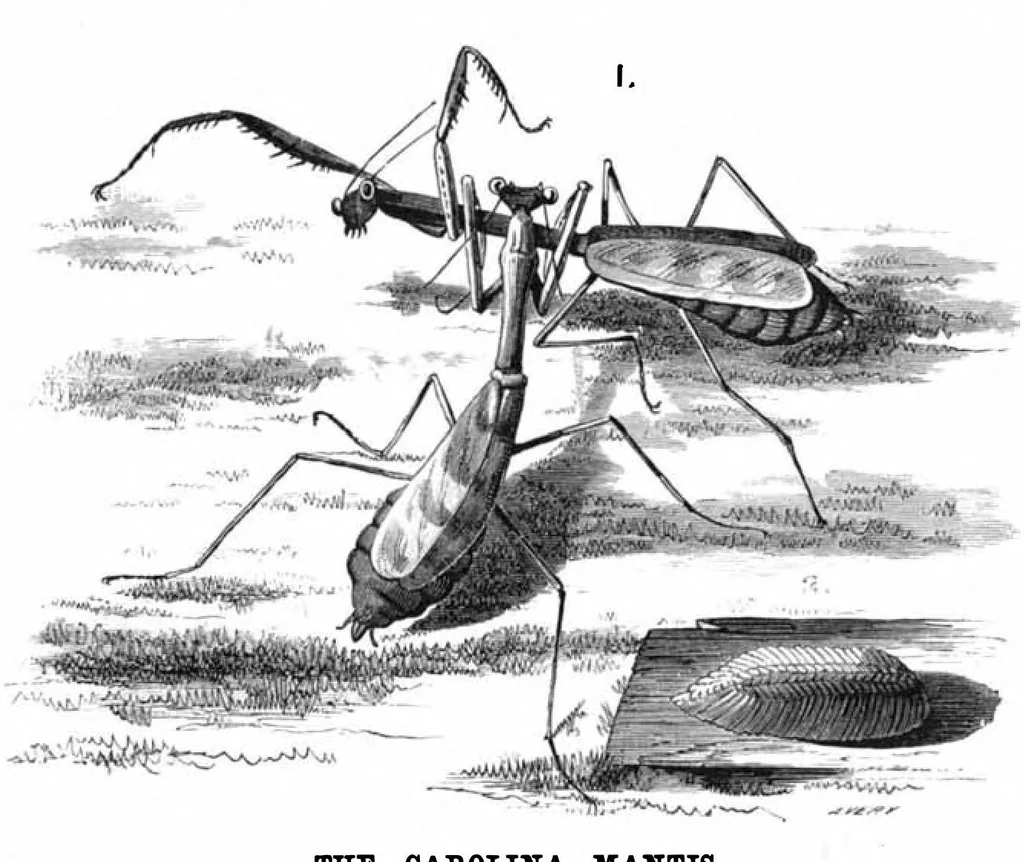 An illustration from Scientific American, Vol. 37, No. 23 (December 1877), 1877, leaf 8
