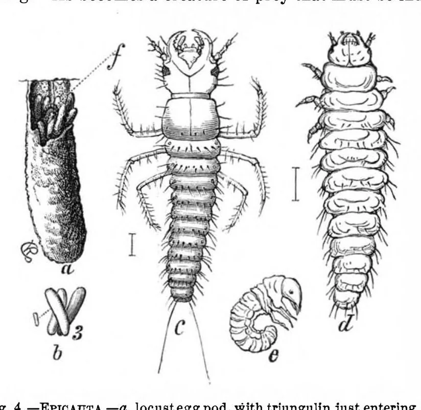 An illustration from Scientific American, Vol. 37, No. 24 (December 1877), 1877, leaf 6