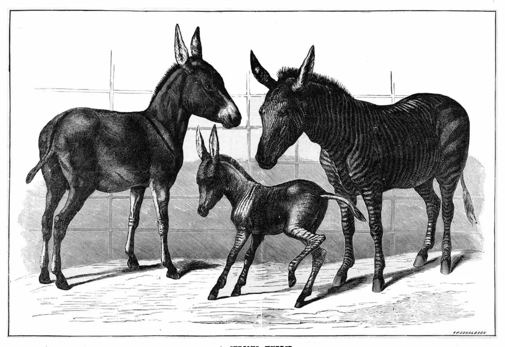 An illustration from Scientific American, Vol. 37, No. 26 (December 1877), 1877, leaf 8