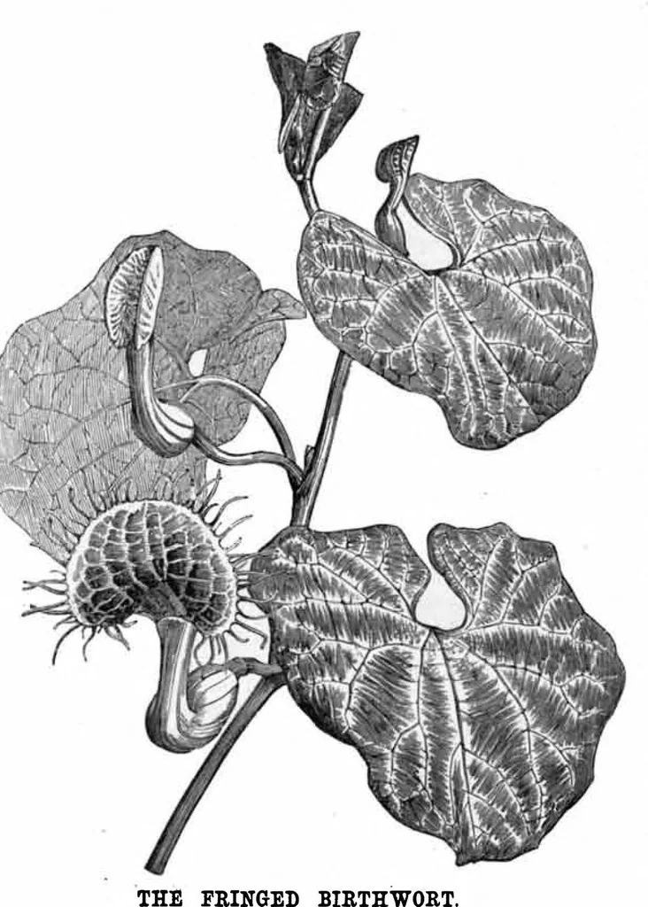 An illustration from Scientific American, Vol. 37, No. 26 (December 1877), 1877, leaf 8