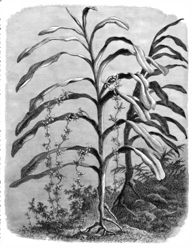 An illustration from Scientific American, Vol. 38, No. 1 (January 1878), 1878, leaf 7