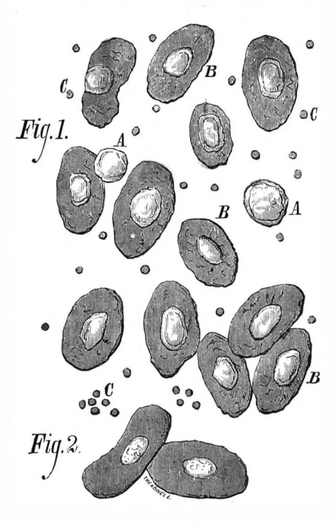 An illustration from Scientific American, Vol. 38, No. 2 (January 1878), 1878, leaf 9