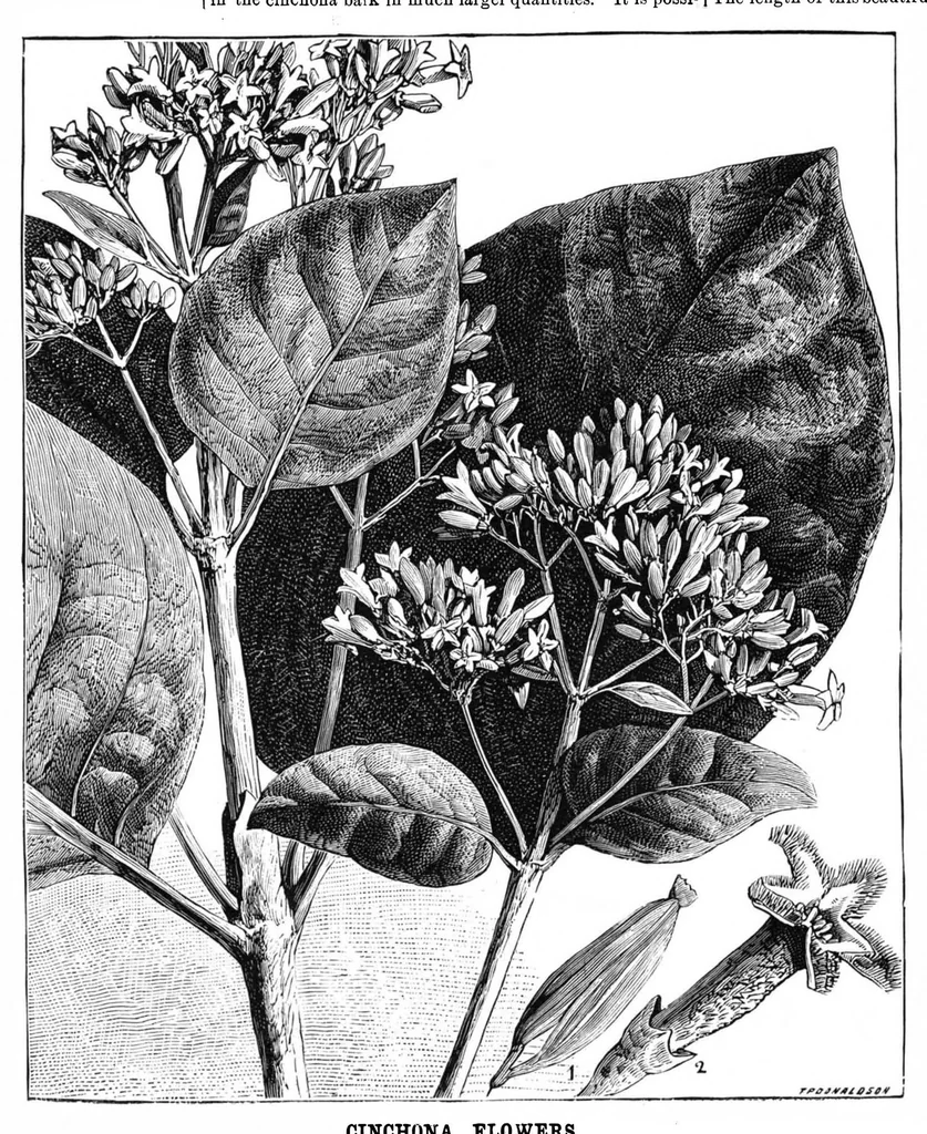 An illustration from Scientific American, Vol. 38, No. 3 (January 1878), 1878, leaf 8