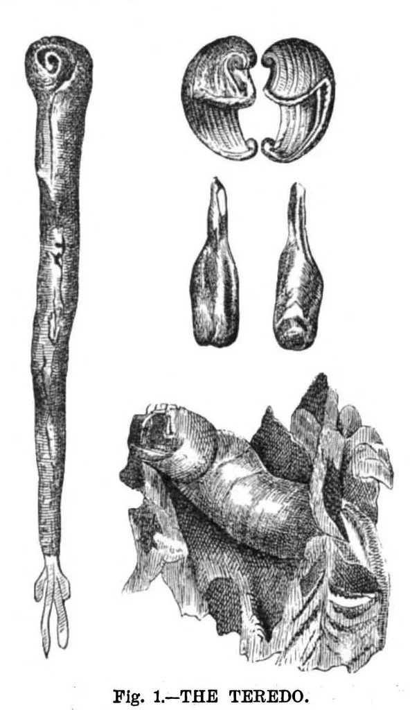 An illustration from Scientific American, Vol. 38, No. 5 (February 1878), 1878, leaf 10