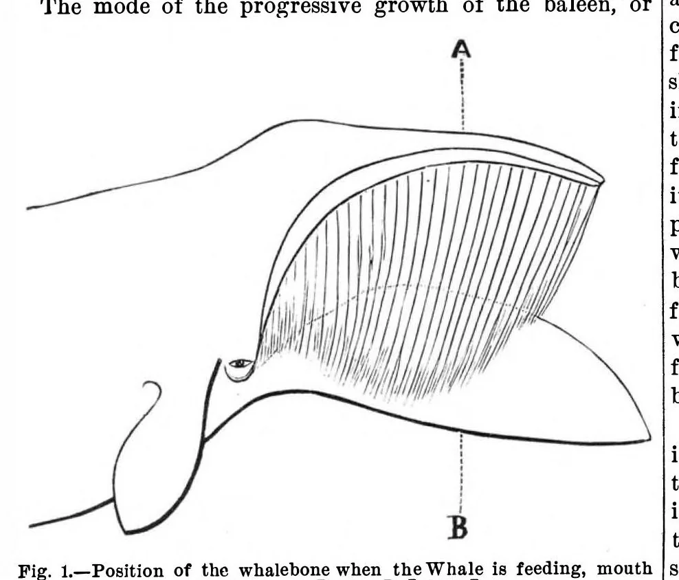 An illustration from Scientific American, Vol. 38, No. 6 (February 1878), 1878, leaf 9