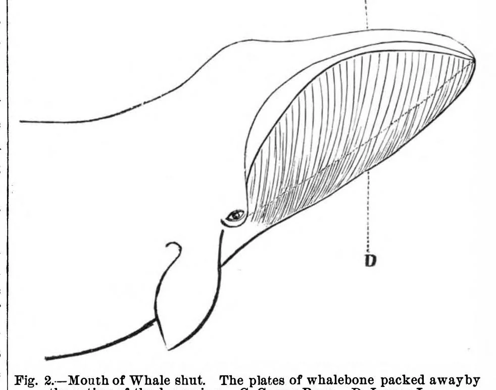 An illustration from Scientific American, Vol. 38, No. 6 (February 1878), 1878, leaf 9